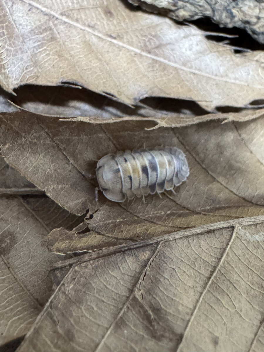 白っぽいオパール