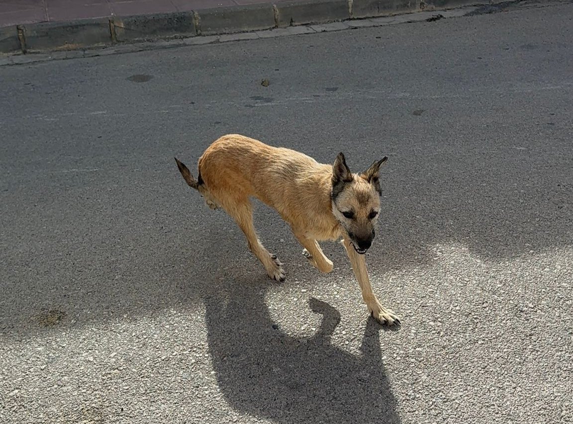 aytoalguenya's tweet image. Encontrado un perro, sin raza identificada, en la mañana de hoy.  Si reconoces a este perrito o puedes aportar cualquier dato sobre sus dueños, por favor contacta con el @aytoalguenya - Tel. 965476001.

#Algueña #lAlguenya
