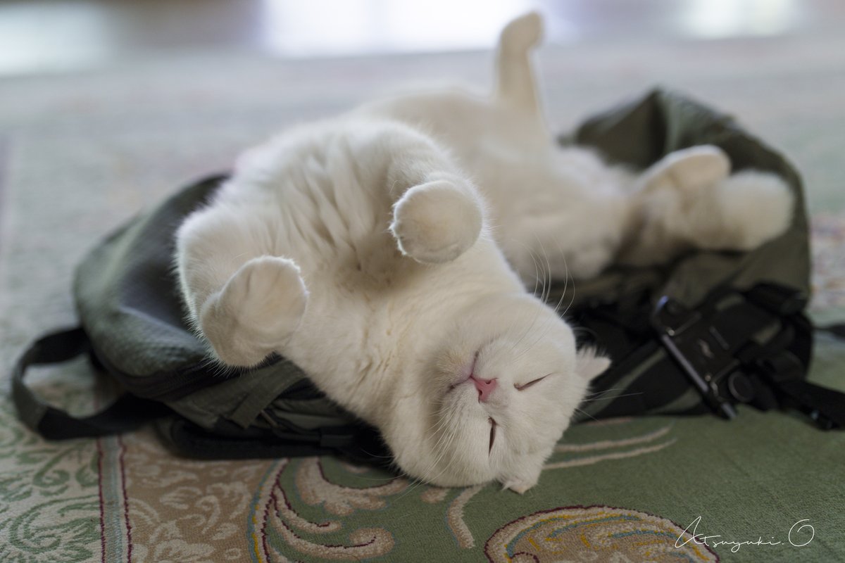 今、アラブの猫たちのあいだで流行ってるリュック