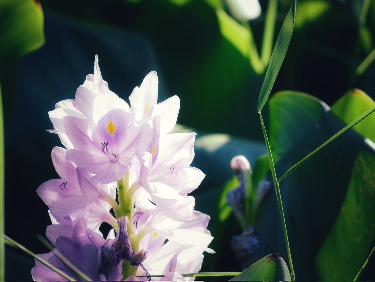 CFWRohimUllah's tweet photo. The hidden beauty of nature 

#Flowrs #Nature #NatureLovers

Photo: @CFWRohimUllah https://t.co/ttijeZCwvH