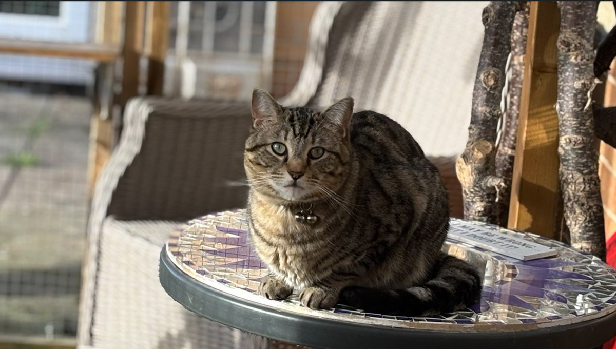 The Vicarage Cat tweet media