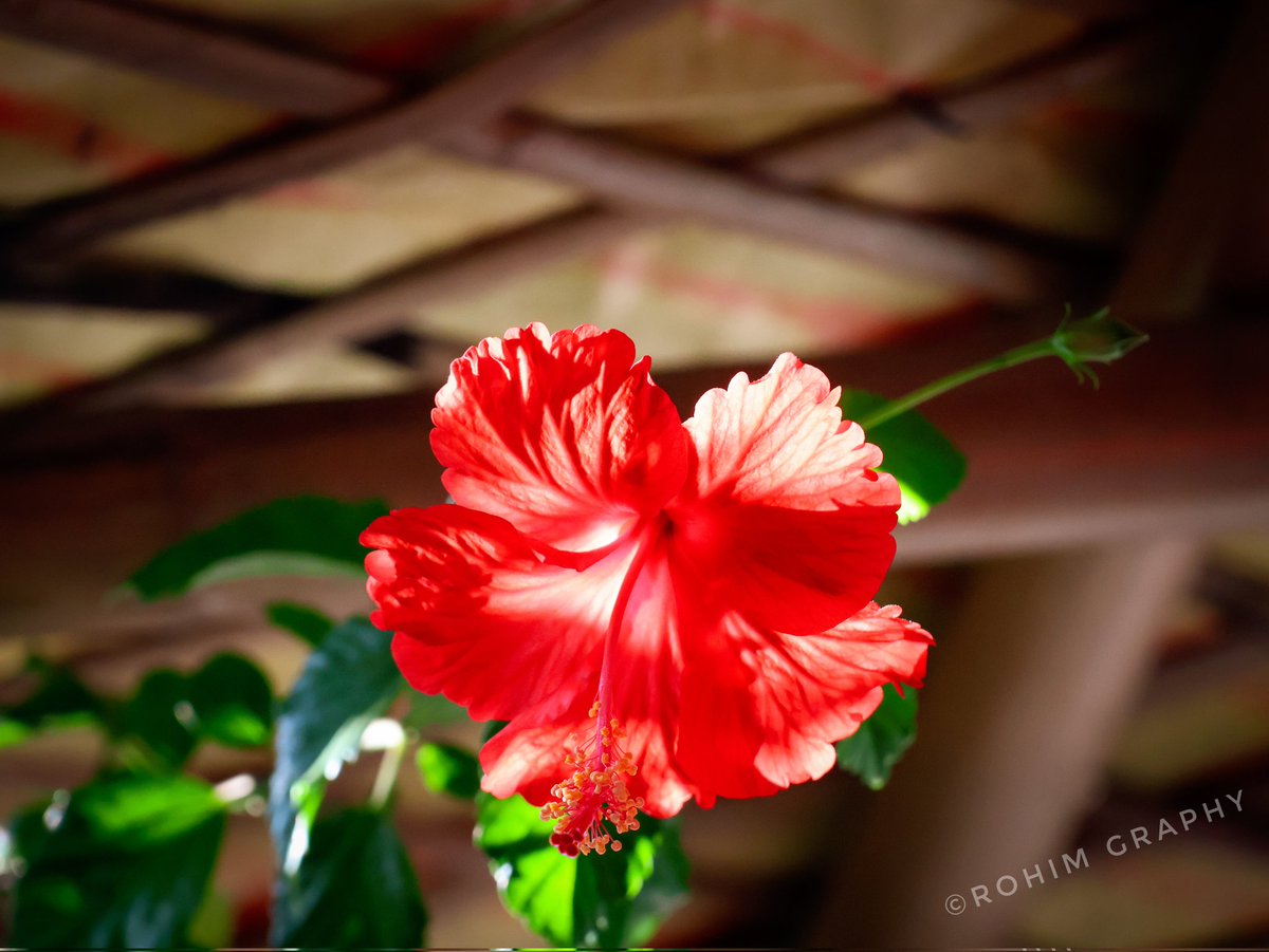 RohimUllahRP's tweet photo. The hidden beauty of nature 

#Flowrs #Nature #NatureLovers

Photo: @RohimUllahRP https://t.co/j1rjPKk5xU