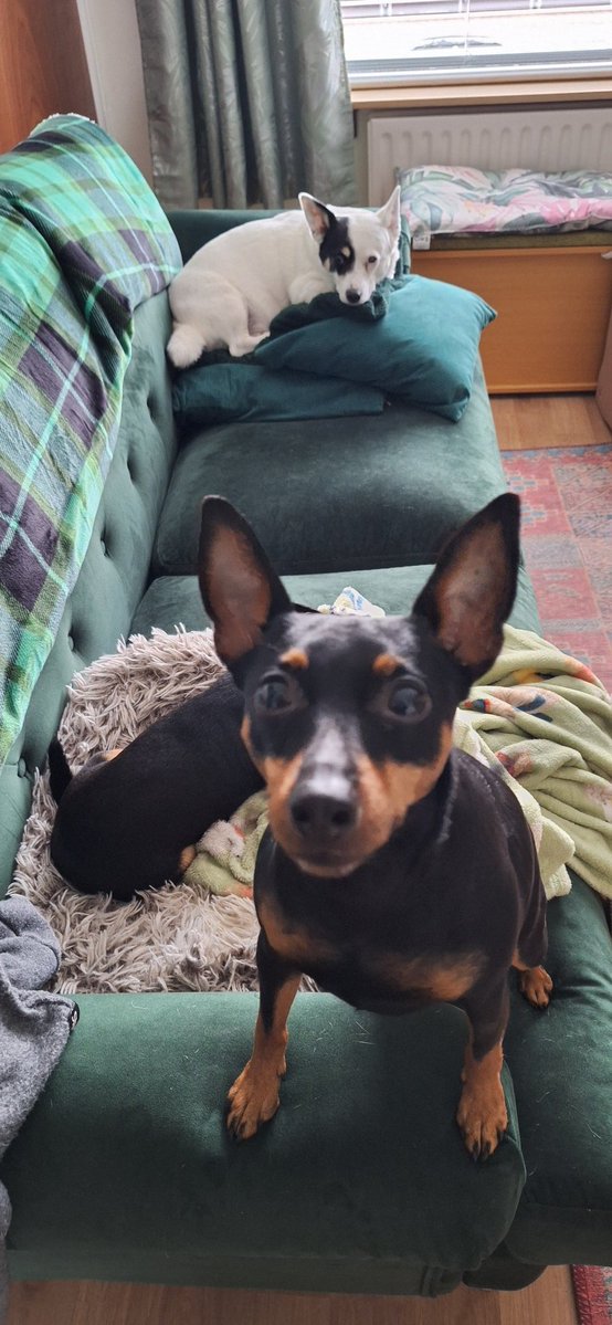 ExegeekPrime's tweet image. I&apos;ve got my #XmasJumper - the #dogs love it.