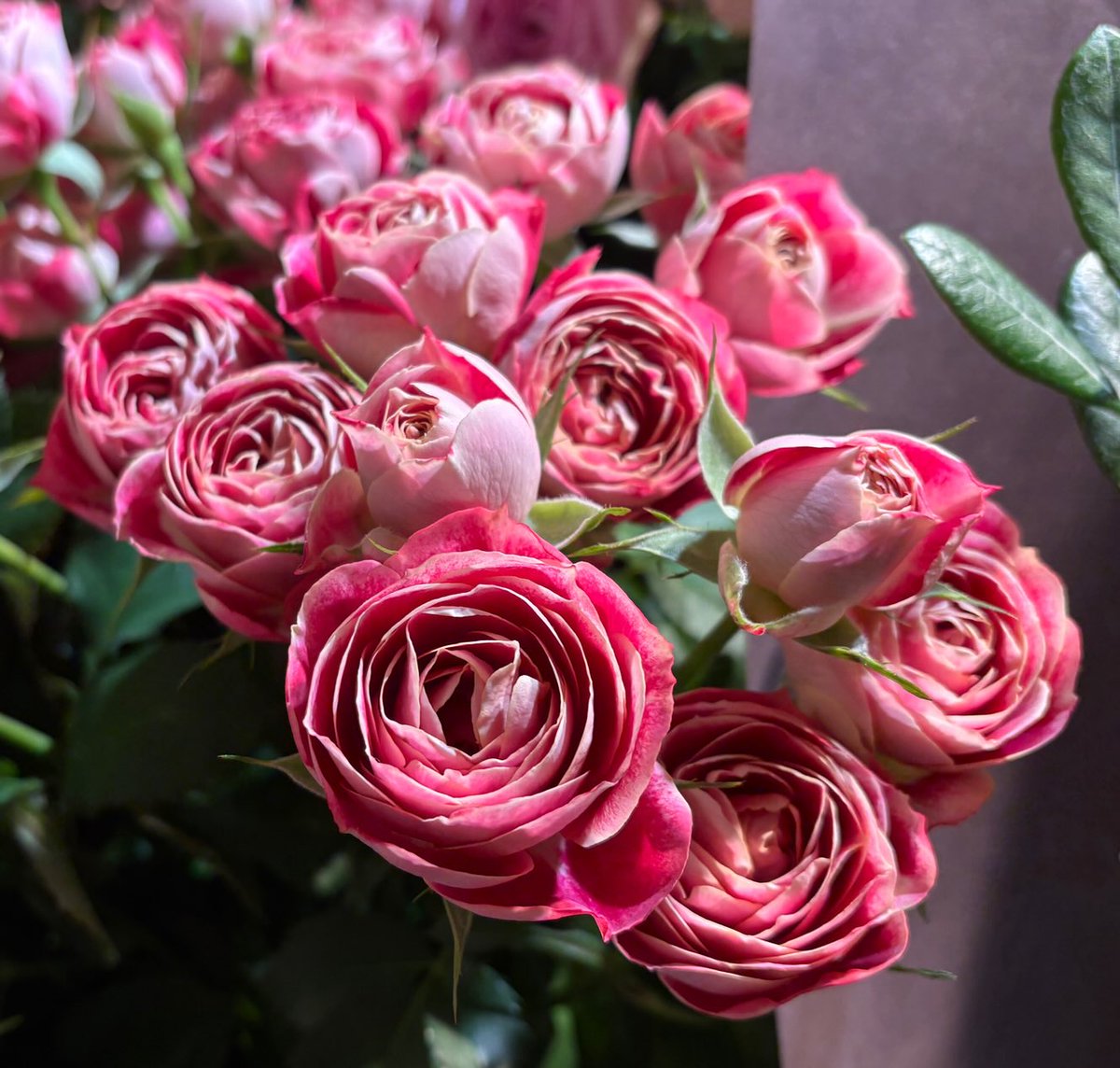 バラ・チアフル！ 美しい。