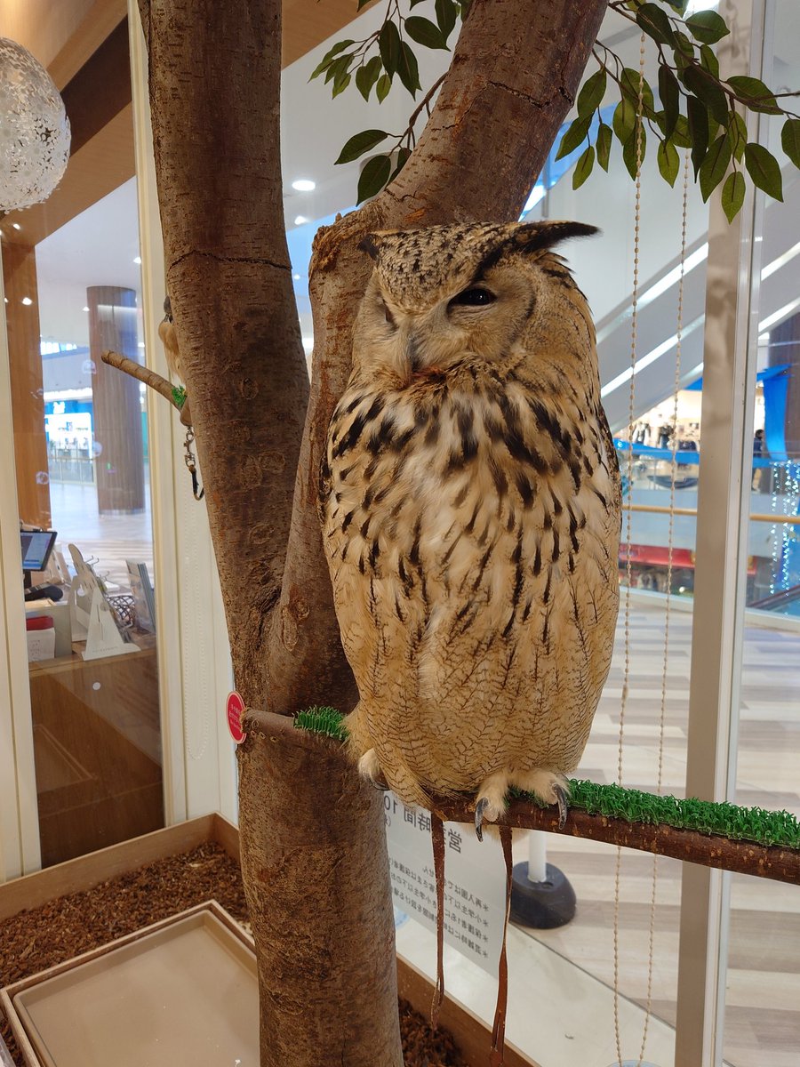 ずけもの (@200kemono) / Posts / X