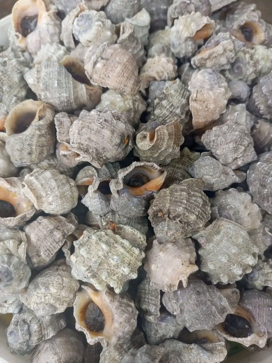 AlexOriprite's tweet image. One more reason to be in the South South and Rivers State precisely is this; whelks. 

Some mistake them to be water snail. There are different species of whelks but there aren't water snail. 

Some equally prefer them to periwinkles, we call them ngolo.