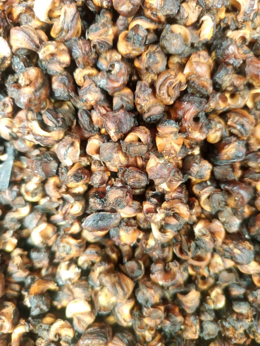 AlexOriprite's tweet image. One more reason to be in the South South and Rivers State precisely is this; whelks. 

Some mistake them to be water snail. There are different species of whelks but there aren't water snail. 

Some equally prefer them to periwinkles, we call them ngolo.