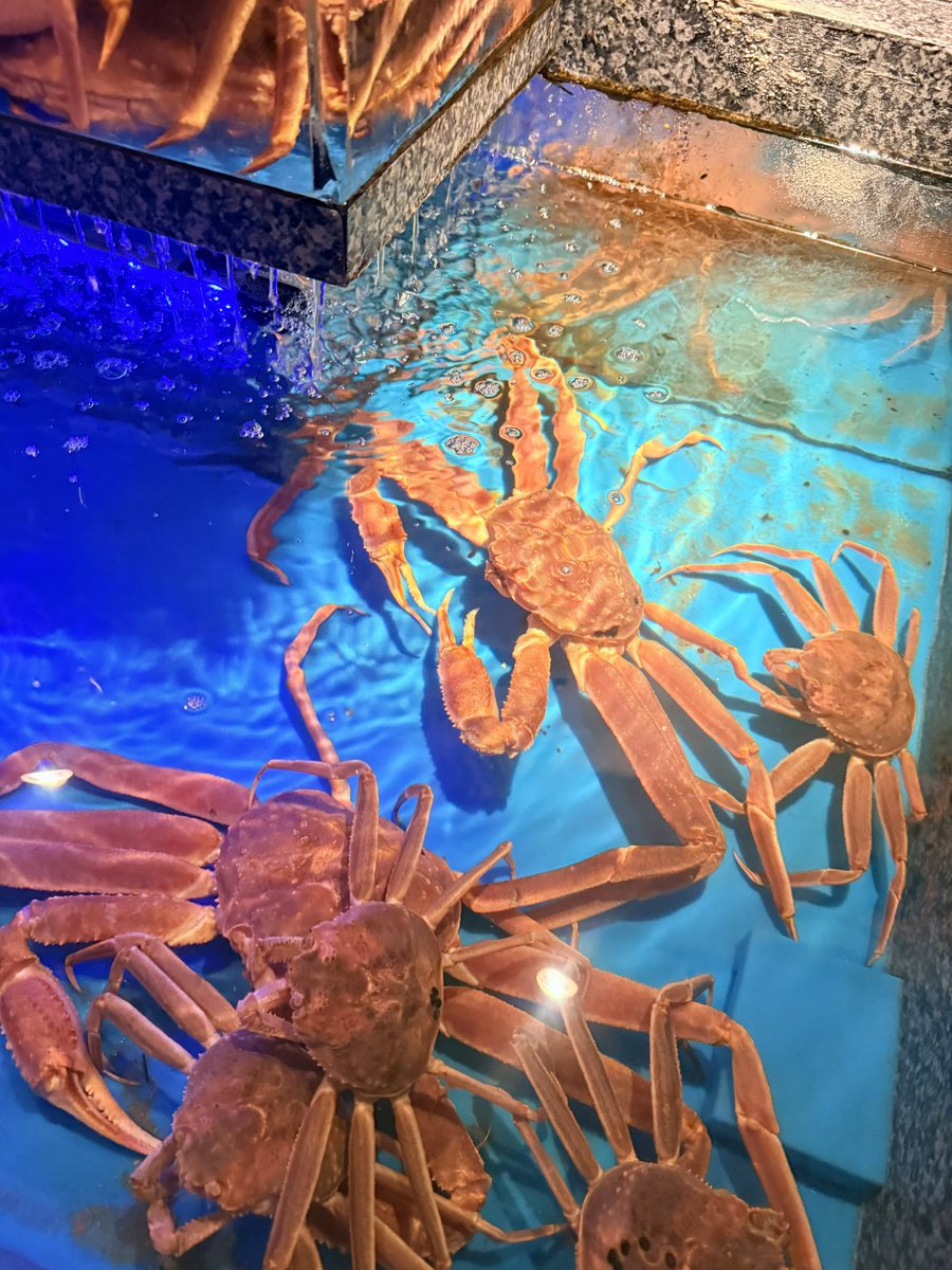 |◤カズあるBARの一つ
　しょーたサーズデー◢|

食べられる運命にある蟹たち🦀
蟹おいしかったです🙏
感謝‼️

カズバー20時オープン🚪
本日もよろしくお願いいたします🍸