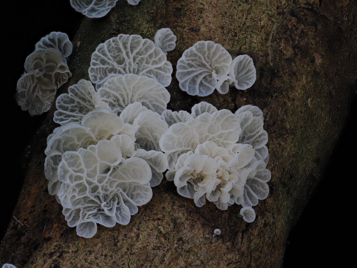 Alan Rockefeller tweet media