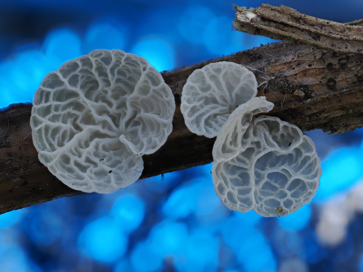 Alan Rockefeller tweet media