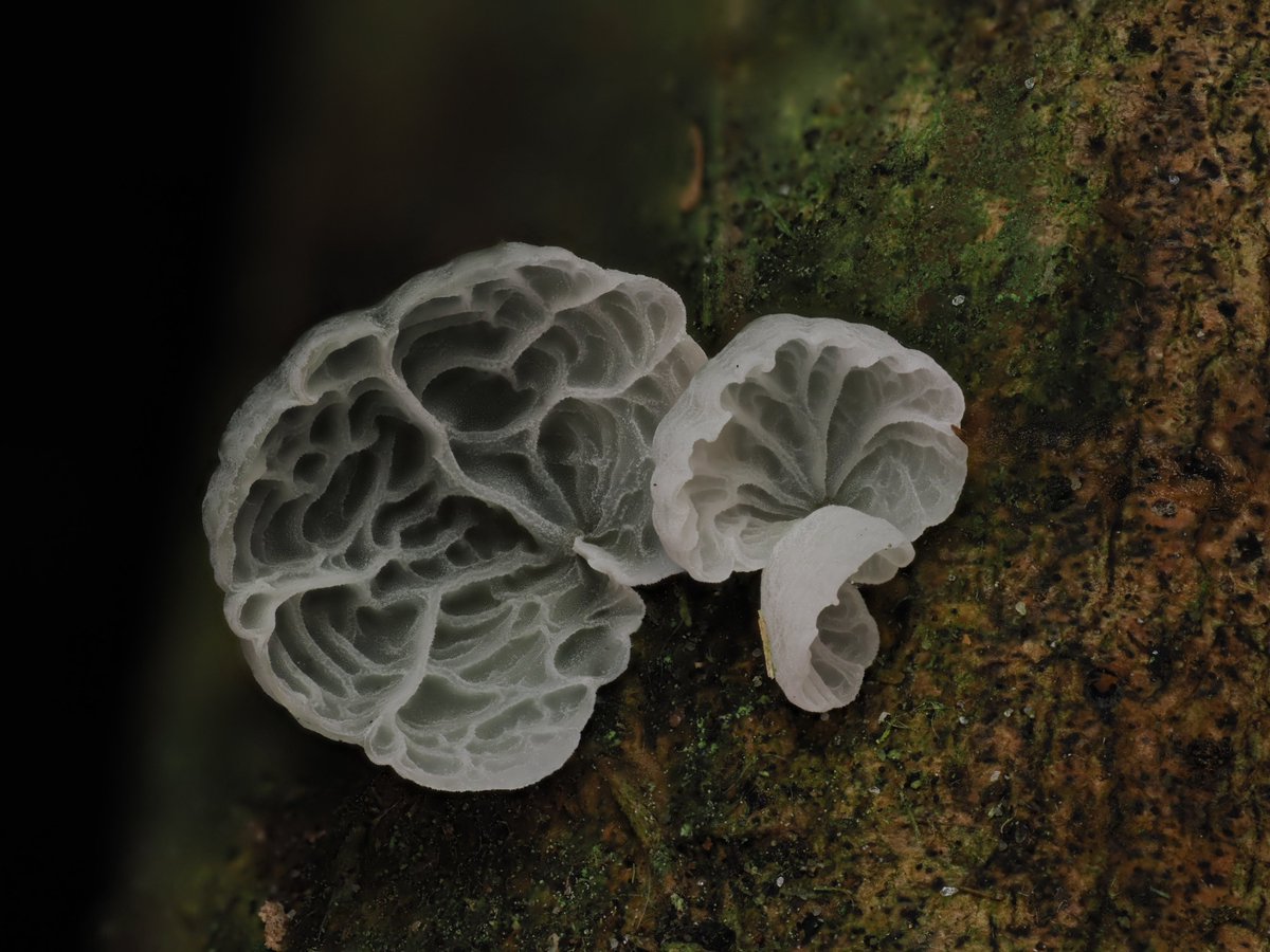 Alan Rockefeller tweet media