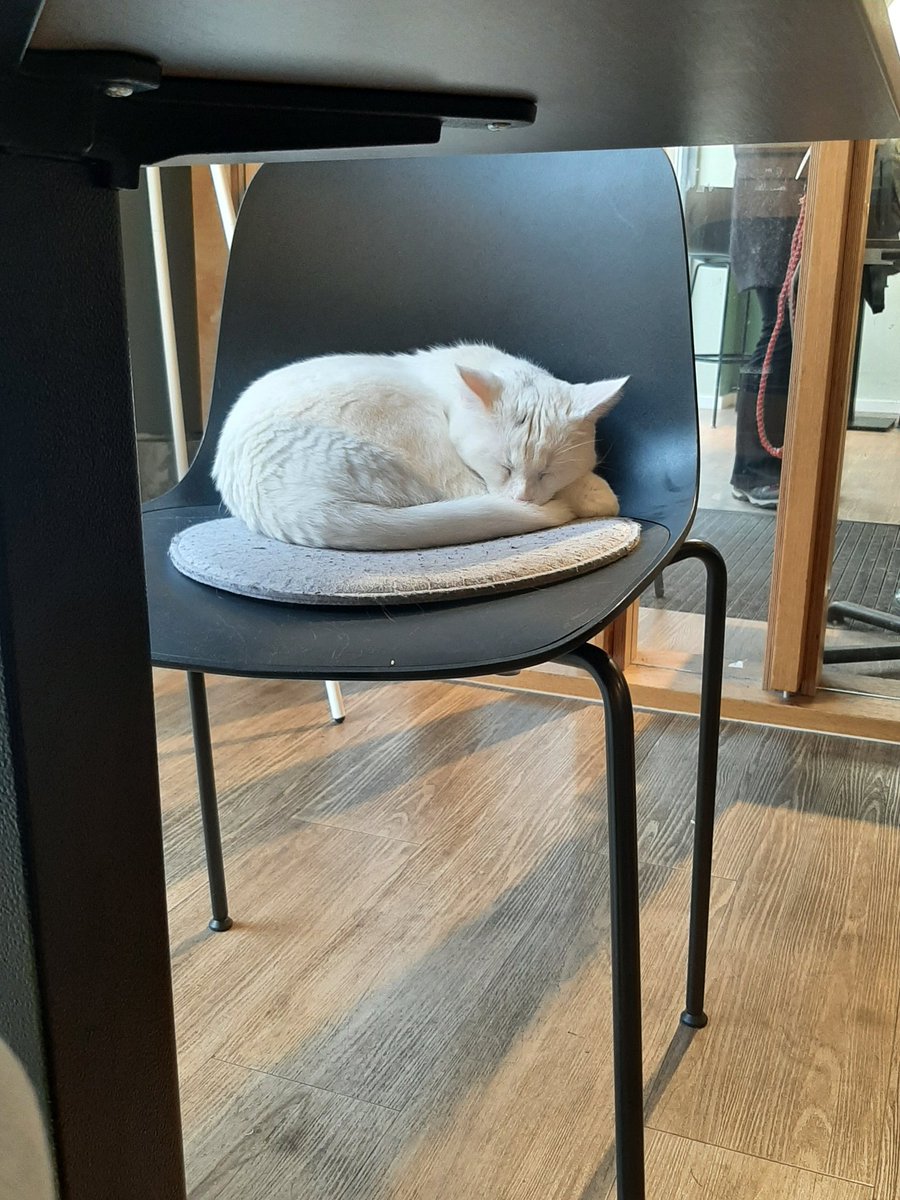 #katzen Wenn man zuhause noch nicht genug Katzen hat, geht man zum Essen in den Katzentempel😊. Ich gehe hier gerne hin, es ist nicht so laut und ich bekomme auf jeden Fall veganes Essen.