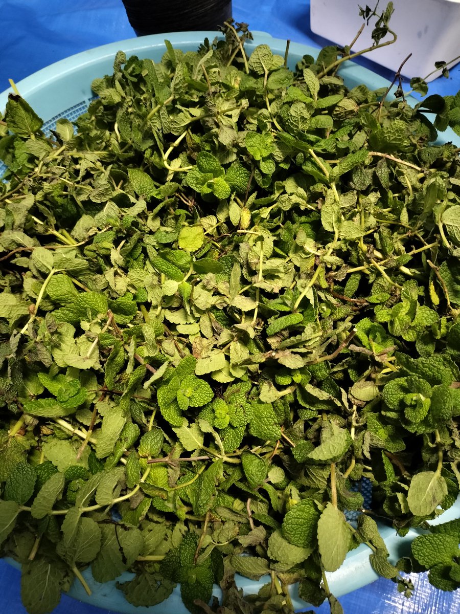 ミント♡様 ミントさん専用 adidas ZX 8000 Fresh Mint Tea for Sale | Authenticity