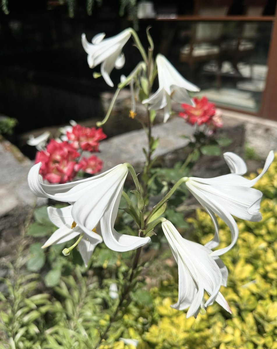 Ah! Doğanın kendi döngüsünün canlılar için ne kadar yaşamsal olduğunu bir anlayabilsek…
İnsanın da bu döngünün bir parçası olduğunu unutmadan, doğayı koruma bilincini ve hassasiyetini sürdürebilmesi ne güzel olurdu.
