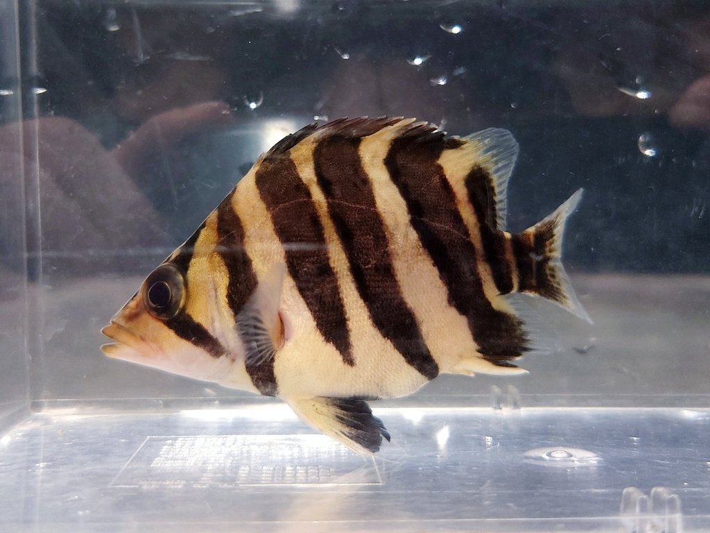 ふうごうはなあんきー (@rhombeus1919) / Posts / X