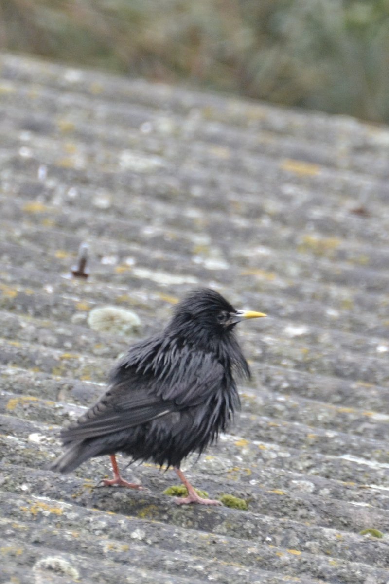 Cuando eres un estornino negro y la lluvia no arruina tu estilo. 💦💦 #BirdLife #AvesDeEspaña