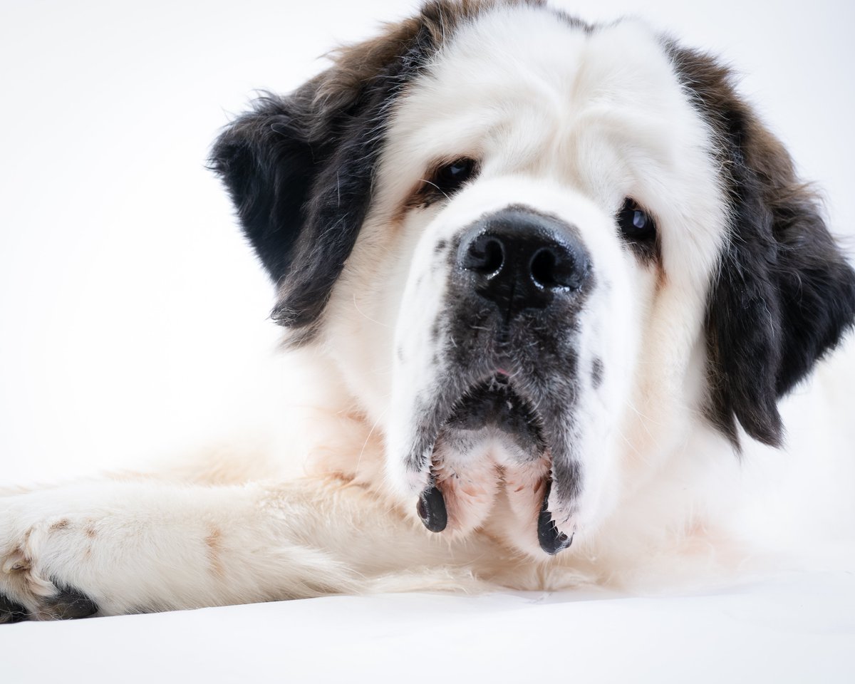 The Irish Blue Cross tweet media