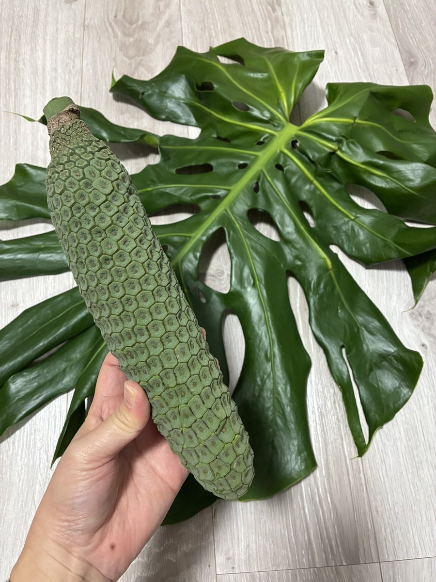 数年前に引用のツイートを見てからずっと食べてみたかったモンステラの