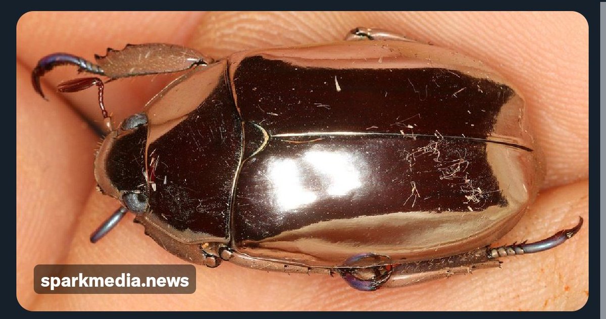 preeti_itzme's tweet image. மெட்டாலிக் நிறத்தில் பளபளக்கும் அதிசய வண்டு – Chrysina limbata.!

#natureworld #chrysinalimbata #SparkMedia 

sparkmedia.news/chrysina-limba…