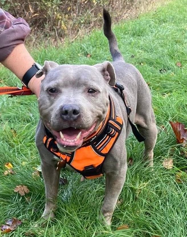 Senior Staffy Club Dog Rescue tweet media