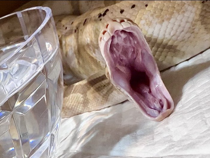 #このタグを見た人はペットの表の顔と裏の顔を載せる