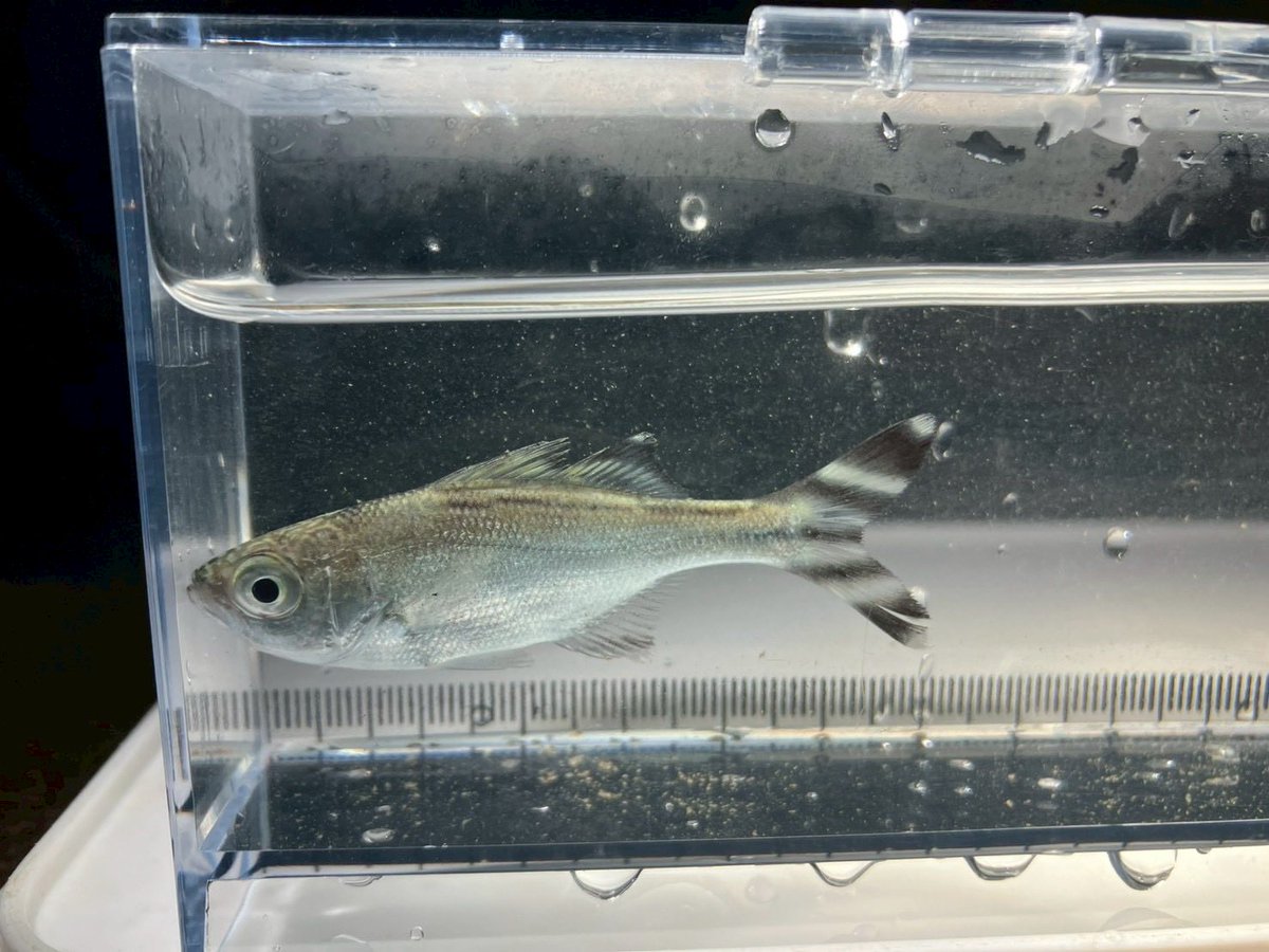 ouseibutsu's tweet photo. 南紀で魚採集してきました！
この日は潮がよく引いてくれたので磯採集を満喫することができました
中の人は魚の知識があまりないためほぼ水遊び状態でしたが，魚好き部員達は沢山魚を取ってきてくれました🐠
トラウツボは部室の仲間入りです！ https://t.co/rFsEghmWLL