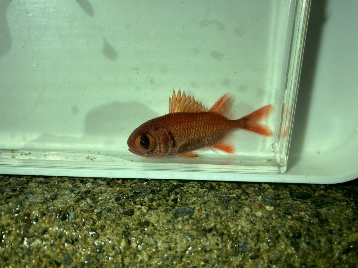 ouseibutsu's tweet photo. 南紀で魚採集してきました！
この日は潮がよく引いてくれたので磯採集を満喫することができました
中の人は魚の知識があまりないためほぼ水遊び状態でしたが，魚好き部員達は沢山魚を取ってきてくれました🐠
トラウツボは部室の仲間入りです！ https://t.co/rFsEghmWLL