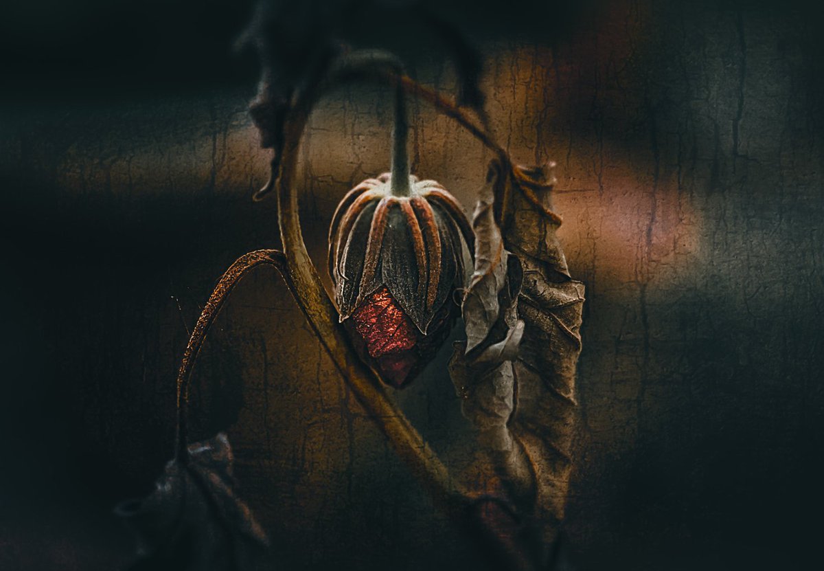 Gül gibi sevene her şey gül gibi gelir
İnsanımızın gülünü soldurmak isteyenlere karşıyız.

Gül gibi insanımız daima gülsün..