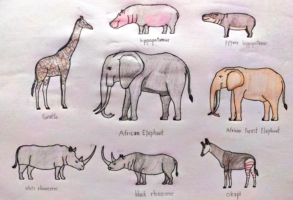 torm28's tweet photo. African Modern Megafauna
Giraffe African elephant Forest Elephant white and Black rhinoceros Okapi Hippopotamus Pygmy Hippo
#Drawanimals #Africa #Draw #Wildlife #Megafauna https://t.co/A3nBJfiNnV