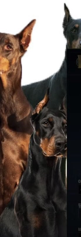 and his doberman background