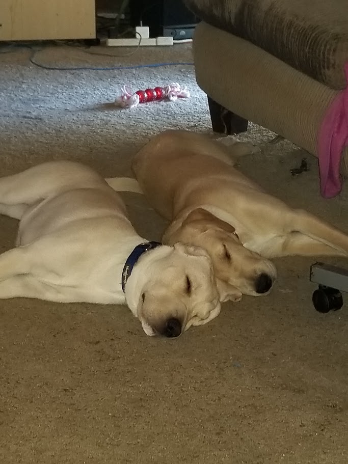 DogsRAngels1's tweet image. 😴Nestled together while visions of cheesy snacks danced in our heads. 🧀🦴🎄🎅
 #ThrowbackThursday  #ourfirstchristmas #dogsofX