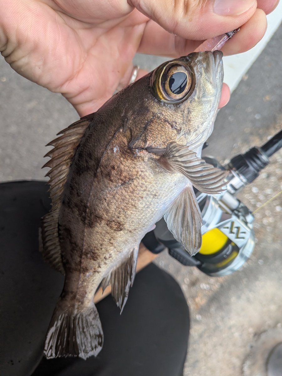 ならっち (@CxJ7JFB0uMjrCDR) / Posts / X