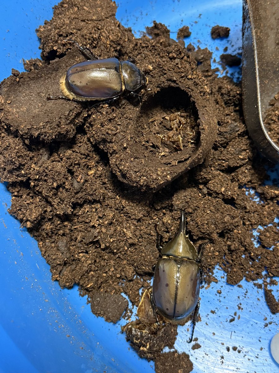 kikyo（祈京）＠Geeks (@Kikyo666dirxxx) / Posts / X