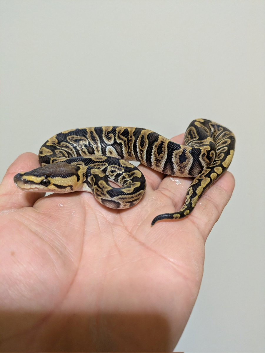 Bp_Loony's tweet image. GHI Crypton Het Monarch

GHIはClownよりCryptonの方が相性良いと思うのは自分だけだろーか？？？

#ONE2025
#ballpython
#ボールパイソン