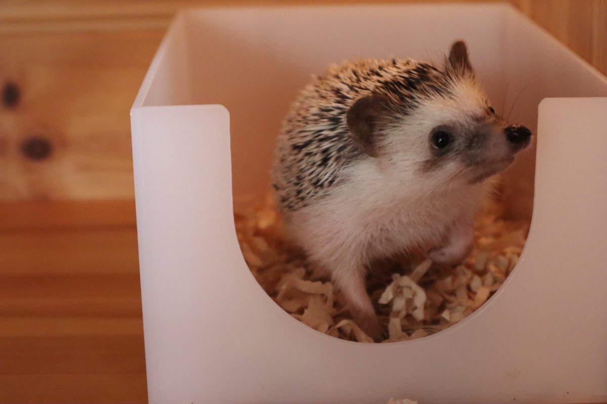 Minami Itoigawa 糸魚川　陽 tweet media