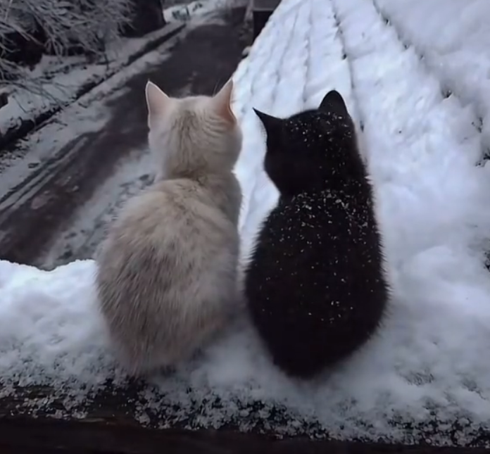 D8 jozdini tweet media