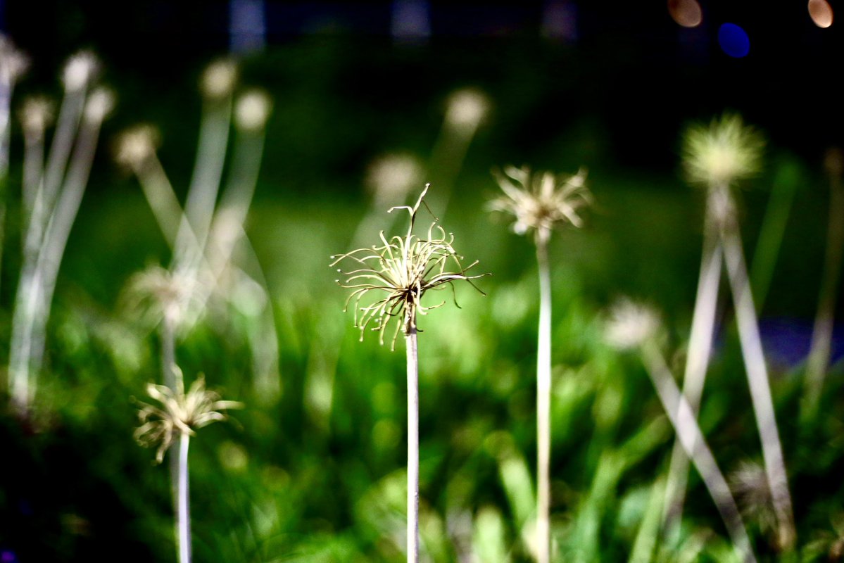 art_fan_tokyo's tweet image. 50mmは撮っている時がつまらない。
ままよく写るのだが。
#デジタル一眼レフ  #photo_jpn  #EOS6D #EF50mmf18  #毎スナ #photo_tokyo