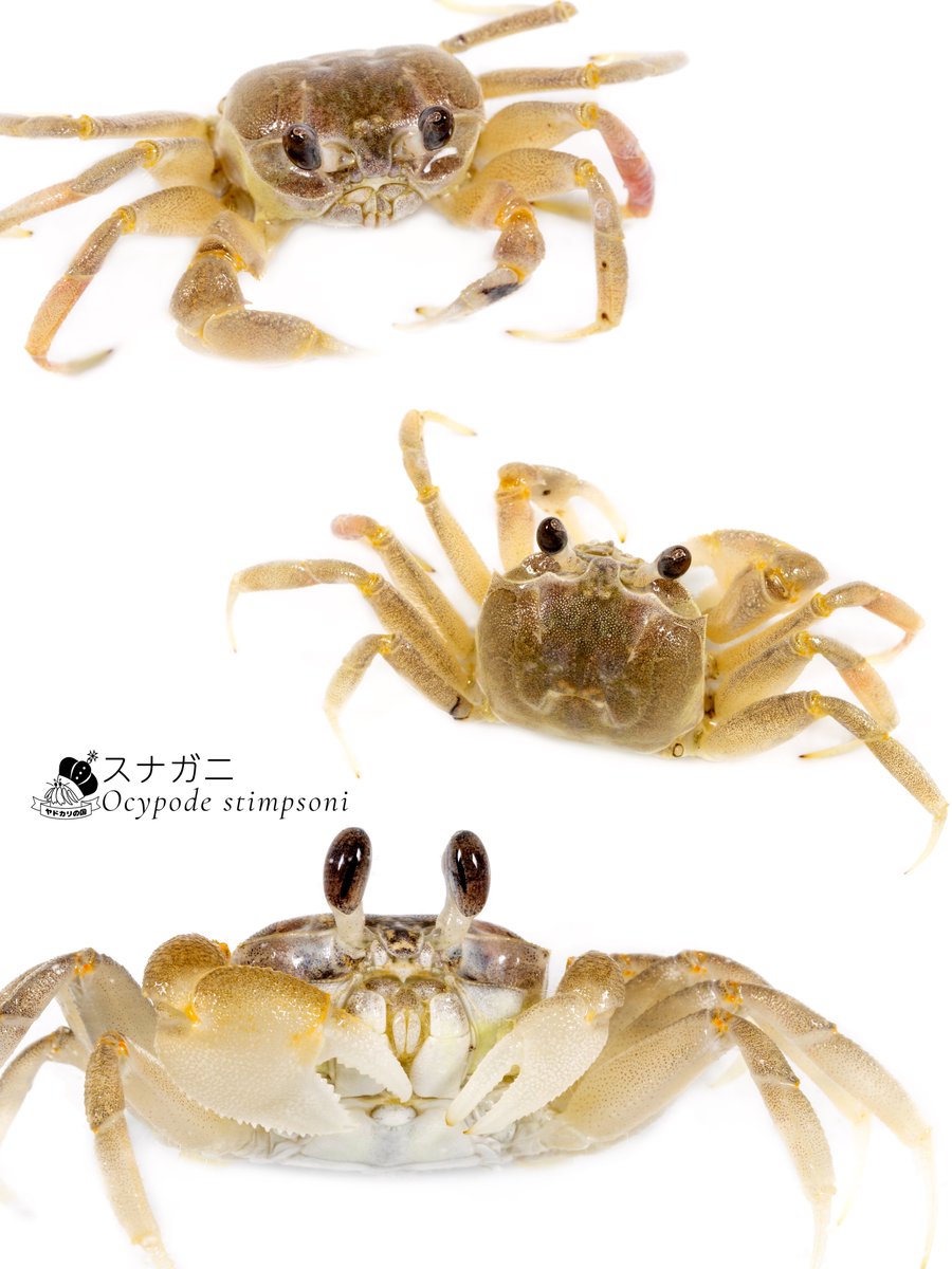 顔もいい🦀