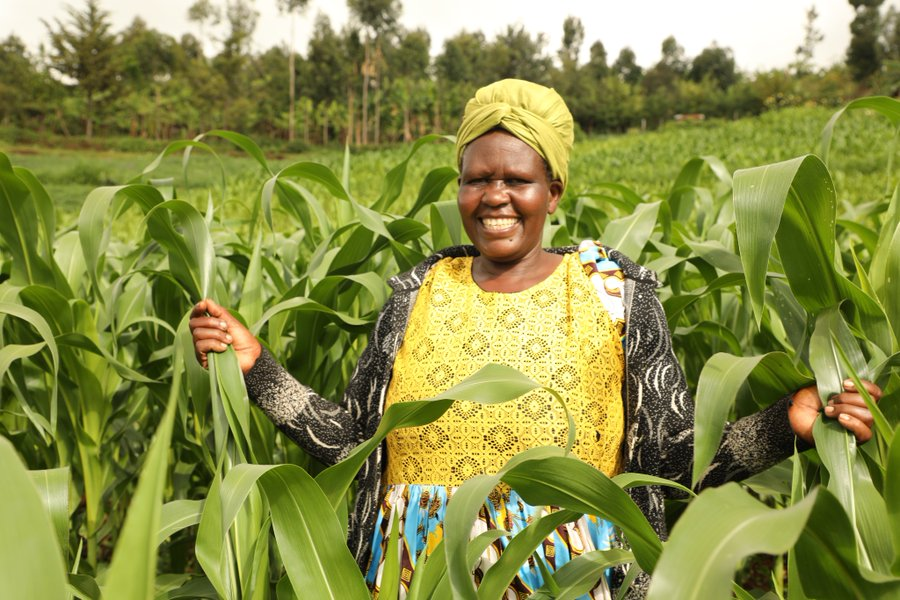 kilimoEAC's tweet photo. “We were eating toxins…” This is how Hellen Cheptegei from Tabagon Village, Eastern Uganda, describes life before post-harvest training. Her maize was often contaminated with aflatoxin—a silent threat to health and income. 
#EAMIAT #PostHarvestManagement #KTAt20 https://t.co/8V58wQRXyo