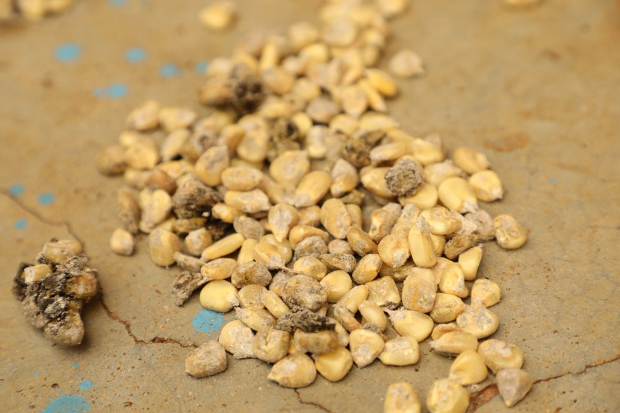kilimoEAC's tweet photo. “I used to dry maize on bare ground. It became damp, turned yellowish, and sometimes toxic. Buyers paid low prices, and we fed spoiled maize to our cows—not knowing the toxins came back through the meat we ate,” Hellen shares. 
#EAMIAT #PostHarvestManagement #KTAt20 https://t.co/fkwBz5o0e2