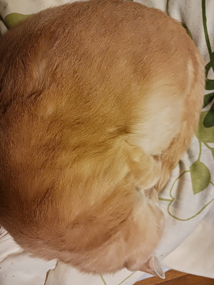 にゃー(飼い猫) (@Fl7m5NyhLHBzLcv) / Posts / X