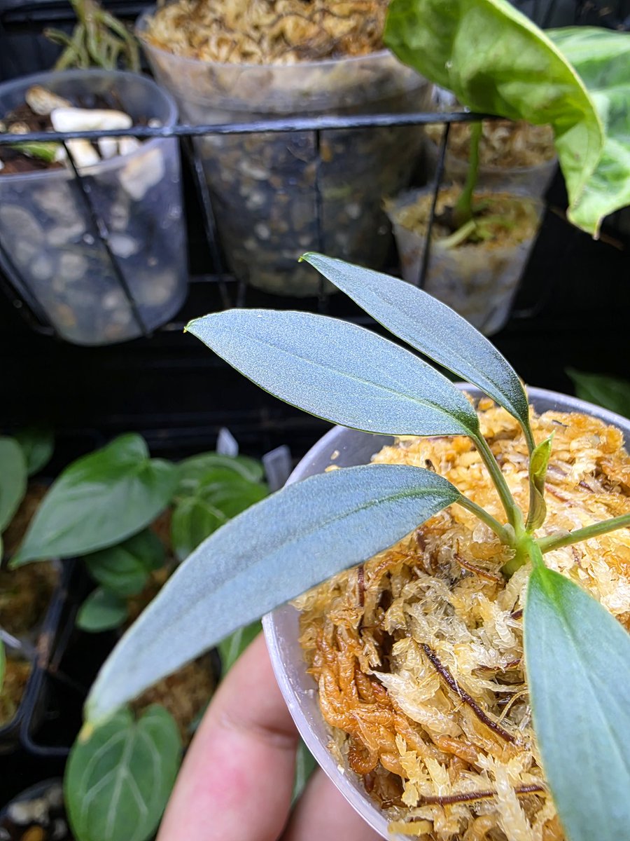 11/13 Homalomena sp. Kalimantan Barat 小濡水色 来たときよりも色が