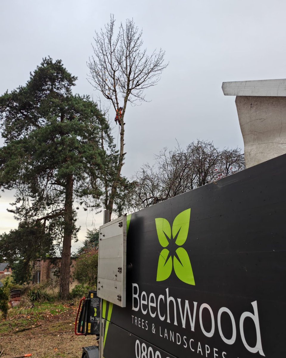 BossBeechwood's tweet image. Phil and Sam on-site in action 🌳💪
A sectional fell of a poplar tree brought safely down to near ground level. Great teamwork and careful handling ensure safety and efficiency throughout the job!
#TreeWork #SectionalFell #Beechwood