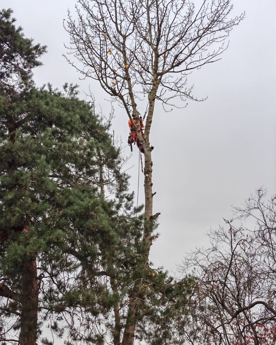 BossBeechwood's tweet image. Phil and Sam on-site in action 🌳💪
A sectional fell of a poplar tree brought safely down to near ground level. Great teamwork and careful handling ensure safety and efficiency throughout the job!
#TreeWork #SectionalFell #Beechwood