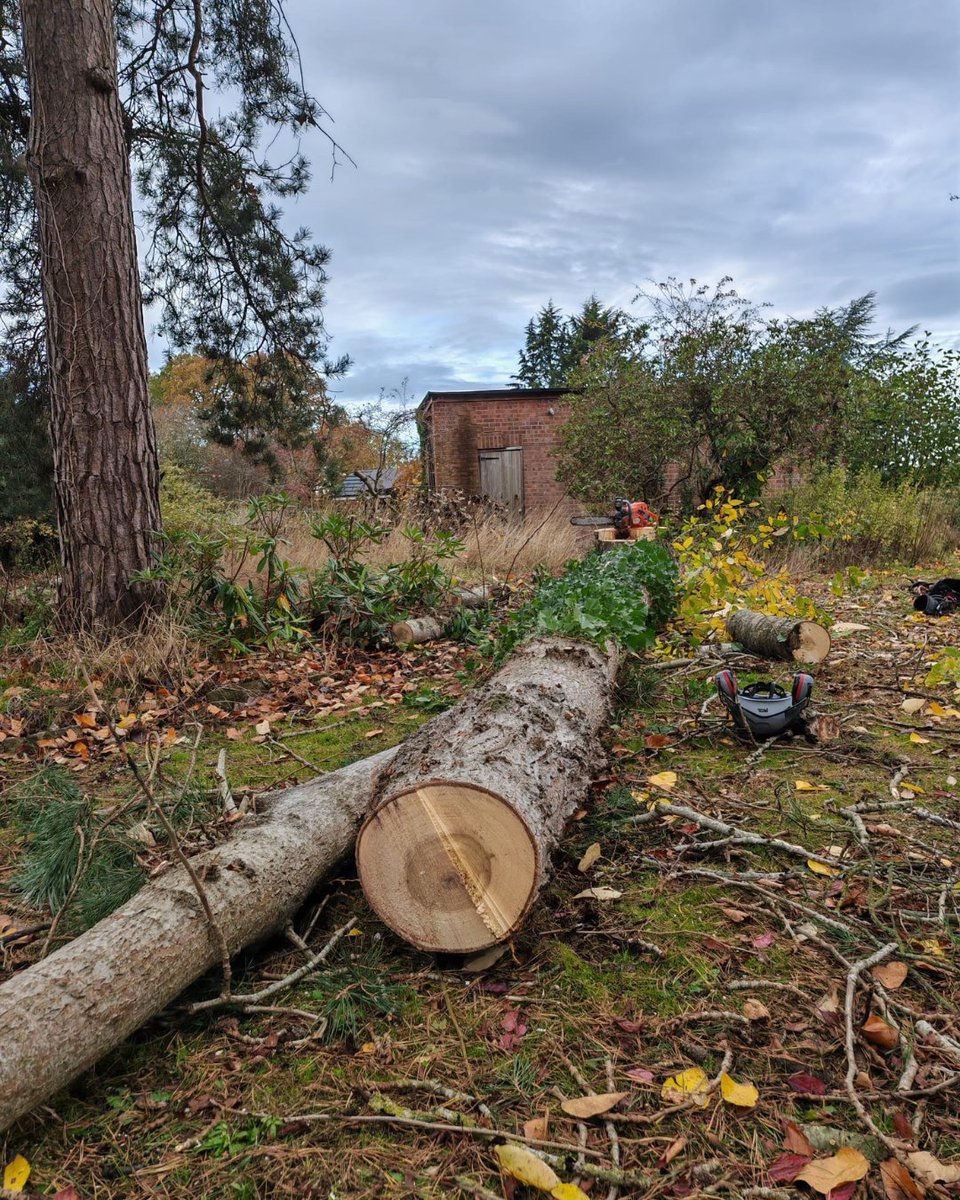 BossBeechwood's tweet image. Phil and Sam on-site in action 🌳💪
A sectional fell of a poplar tree brought safely down to near ground level. Great teamwork and careful handling ensure safety and efficiency throughout the job!
#TreeWork #SectionalFell #Beechwood