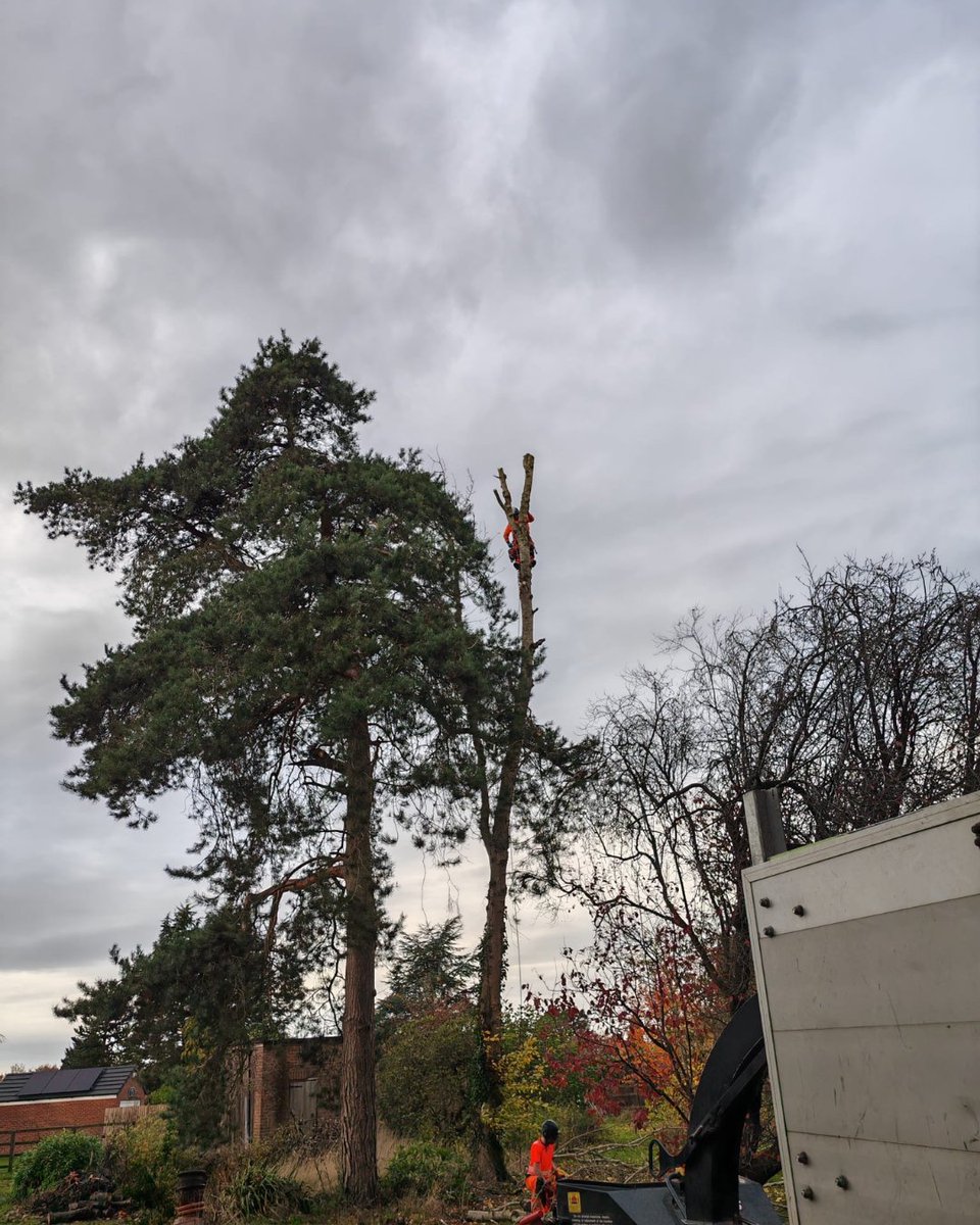 BossBeechwood's tweet image. Phil and Sam on-site in action 🌳💪
A sectional fell of a poplar tree brought safely down to near ground level. Great teamwork and careful handling ensure safety and efficiency throughout the job!
#TreeWork #SectionalFell #Beechwood