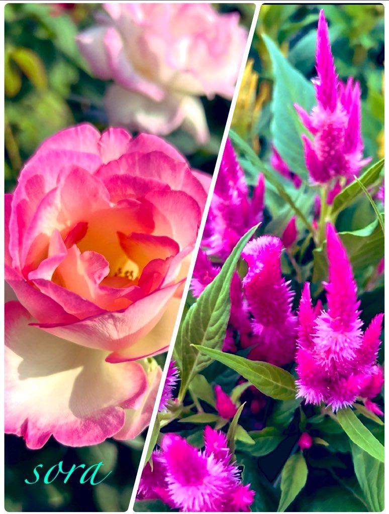 可愛いピンク色の薔薇の花💗 鮮やかな色の花は『ケイトウ』🩷 今日の空