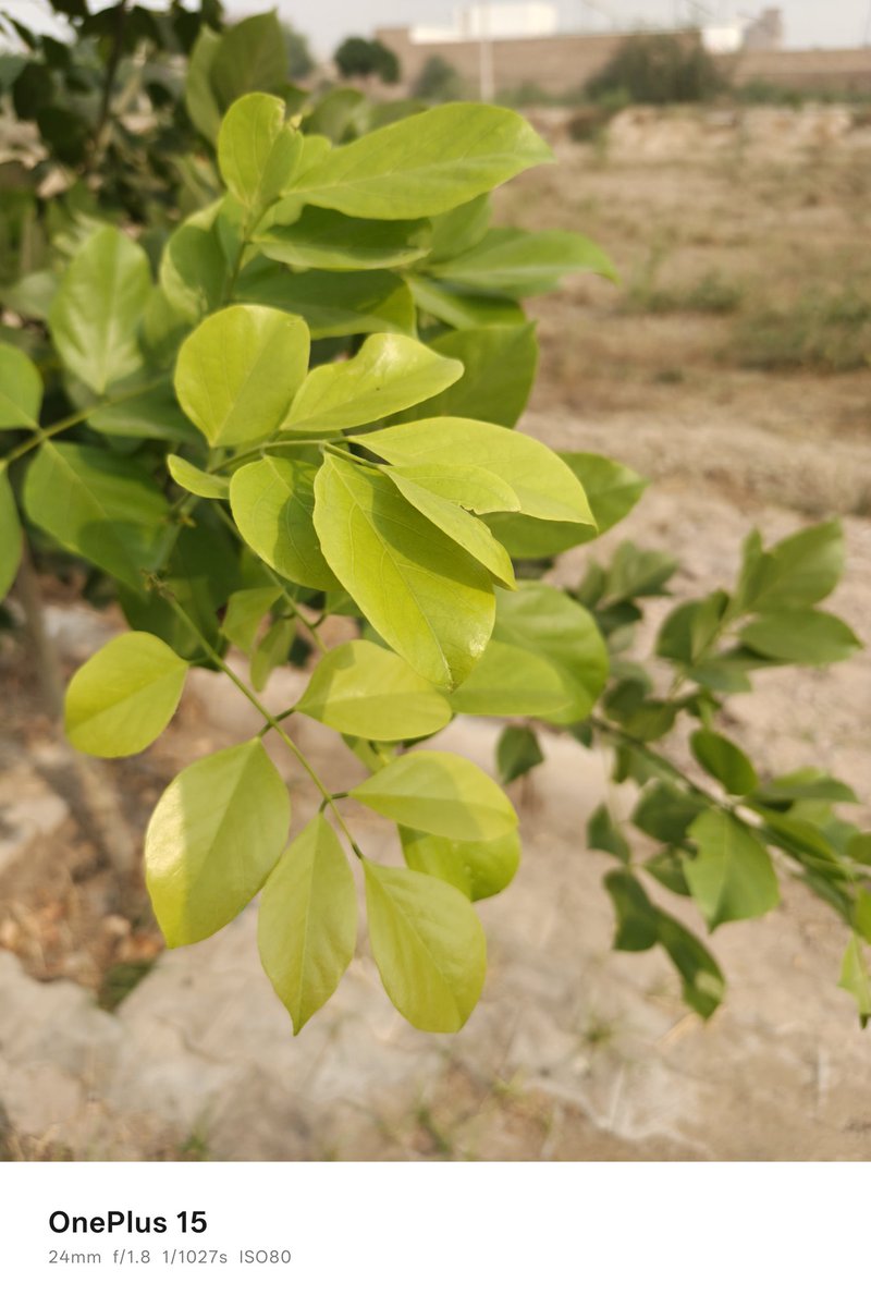 geekabhishek_'s tweet image. Smartphone photography direction ab clearly computational side jaa rahi hai.
OnePlus 15 me bhi ye shift visible hai. Snapdragon 8 Elite Gen5 + new DetailMax Engine ka combo processing side pe kaafi intelligent mix allow karta hai… jisse final images me depth aur tiny texture…