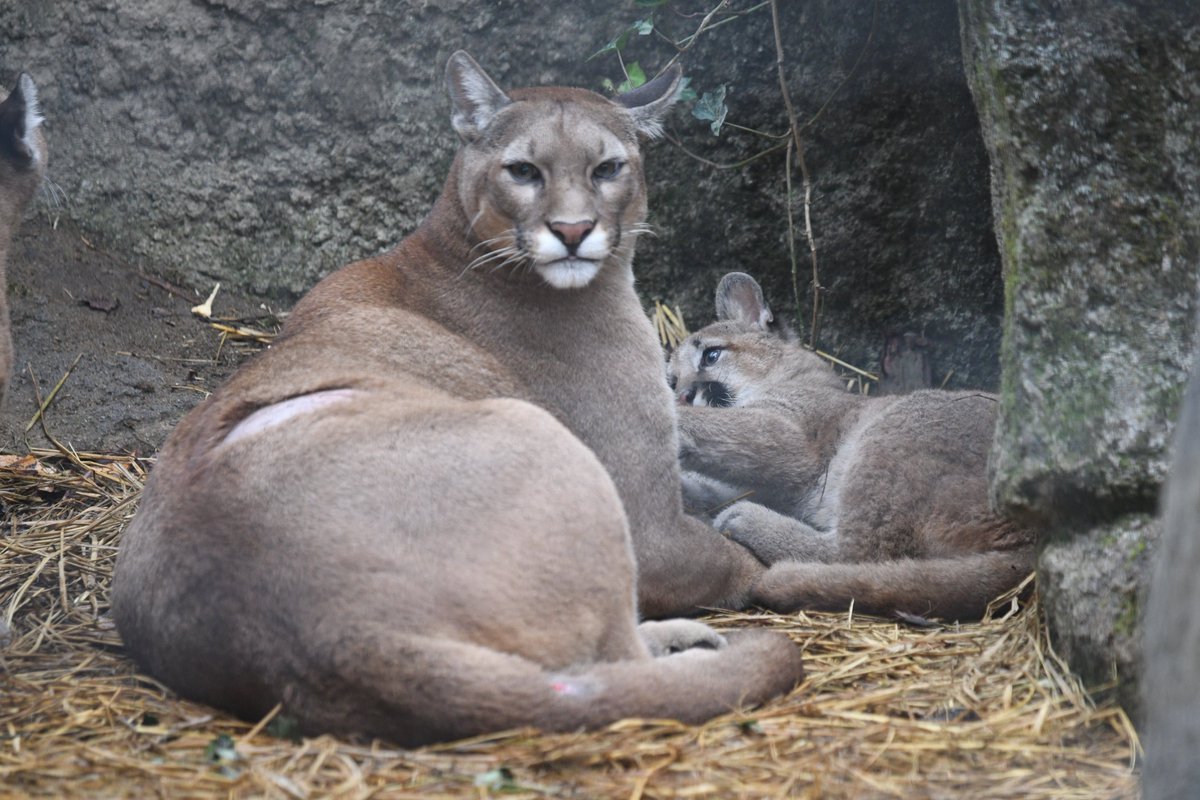 アライグマ 様 Hero Update | DX ZEZTZ LICENSE - Price: 1,980 yen per set