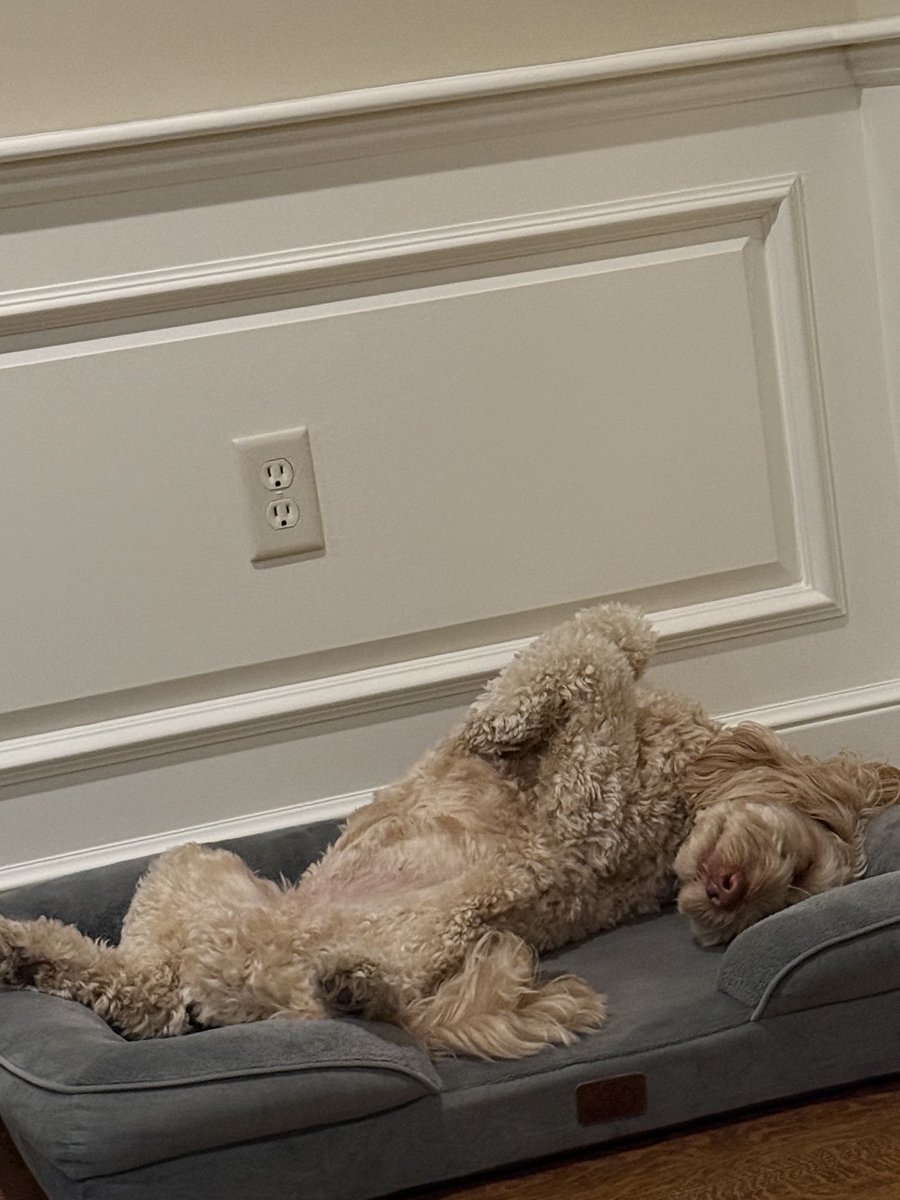 When you are so busy and need to chill - just look to your best friend for some advice 🐾